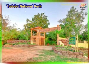 tadoba national park images