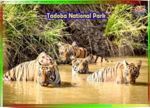 ताडोबा राष्ट्रीय उद्यान फोटो