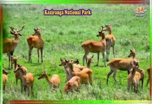 Kaziranga National Park Photo