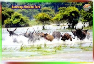 kaziranga national park gate photo