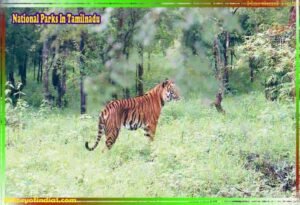 National Parks In Tamilnadu latest pics