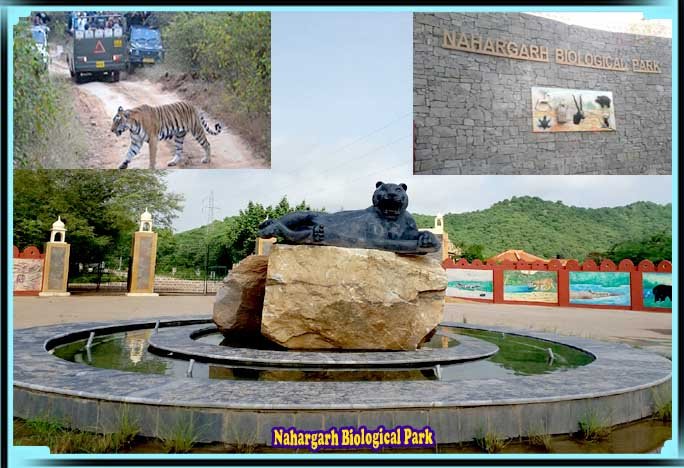 Nahargarh Biological Park | Information Of Nahargarh Zoological Park