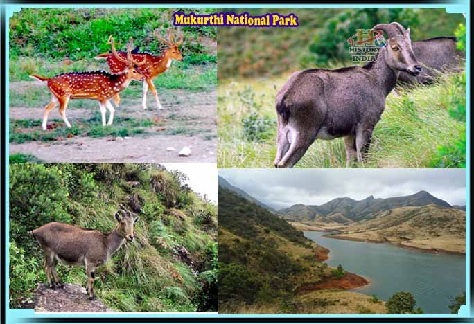 Mukurthi National Park Ooty, Entry Fee, Timings, Trekking, Safari