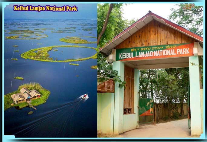 Keibul Lamjao National Park History, Flora, Fauna, Timing And Entry fee